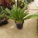 CYCAS REVOLUTA – THE SAGO PALM MOST POPULAR CYCAD IN THE WORLD