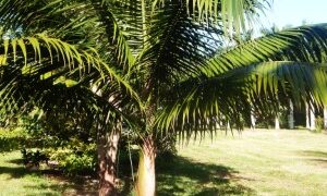 SATAKENTIA LIUKIUENSIS THE SATAKENTIA PALM