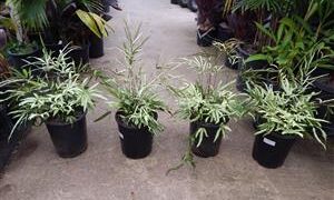 SILVER BRAKE FERN PTERIS CRETICA