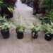 SILVER BRAKE FERN PTERIS CRETICA