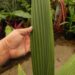 SYAGRUS KELLYANA SMALL TO MEDIUM SIZED PINNATE PALM A RARE AND SMALLER ALTERNATIVE TO THE QUEEN PALM