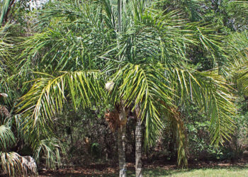 SYAGRUS KELLYANA SMALL TO MEDIUM SIZED PINNATE PALM A SMALLER ALTERNATIVE TO THE QUEEN PALM