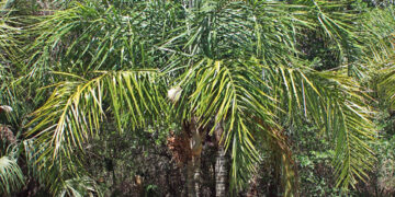 SYAGRUS KELLYANA SMALL TO MEDIUM SIZED PINNATE PALM A SMALLER ALTERNATIVE TO THE QUEEN PALM