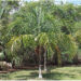 SYAGRUS KELLYANA SMALL TO MEDIUM SIZED PINNATE PALM A SMALLER ALTERNATIVE TO THE QUEEN PALM