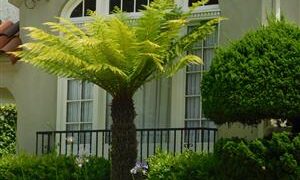 DICKSONIA ANTARCTICA THE TASMANIAN TREE FERN