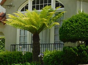 TASMANIAN TREE FERN DICKSONIA ANTARCTICA