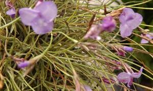 TILLANDSIA MALLEMONTII SPECIES WITH VIOLET BLUE FLOWERS CLUSTERS IN BLOSSOM IN SPRING – SUMMER