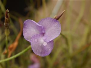 TILLANDSIA MALLEMONTII SPECIES WITH VIOLET BLUE FLOWERS CLUSTERS IN BLOSSOM IN SPRING – SUMMER