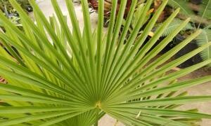 TRACHYCARPUS FORTUNEI THE WINDMILL PALM