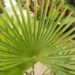 TRACHYCARPUS FORTUNEI THE WINDMILL PALM