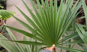TRITHRINAX ACANTHICOMA AKA TRITHRINAX BRASILIENSIS