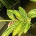 VARIEGATED SHELL GINGER NICE 5G SIZE READY FOR THE GARDEN