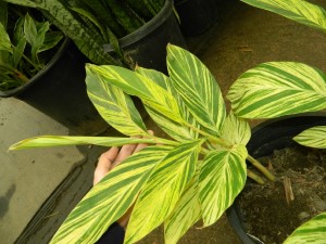 VARIEGATED SHELL GINGER NICE 5G SIZE READY FOR THE GARDEN