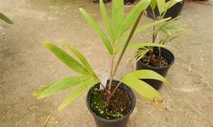 VEITCHIA ARECINA EXOTIC MEDIUM TO TALL PINNATE SUN PALM