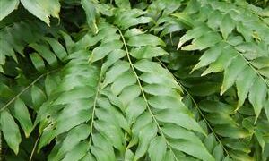 ZAMIA FISCHERI AKA ZAMIA VASQUEZII