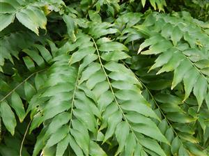ZAMIA FISCHERI AKA ZAMIA VASQUEZII
