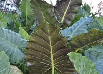 ALOCASIA KUCHING MASK LUSH TROPICAL GREEN COMPANION PLANT WITH UPRIGHT LEAVES