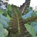 ALOCASIA KUCHING MASK LUSH TROPICAL GREEN COMPANION PLANT WITH UPRIGHT LEAVES