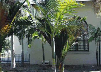 ARCHONTOPHOENIX BEATRICAE AN  UNUSUAL TYPE OF KING PALM