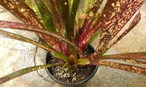 BILBERGIA HALLELUHAY SPOTTED SUN TOLERANT BROMELIAD