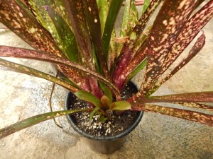 BILBERGIA HALLELUHAY SPOTTED SUN TOLERANT BROMELIAD