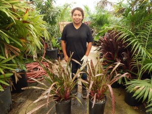 BILBERGIA HALLELUHAY SPOTTED SUN TOLERANT BROMELIAD