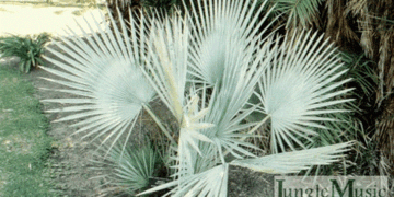 BRAHEA DECUMBENS