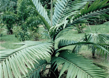 BURRETIOKENTIA HAPALA AN EXOTIC NEW CALEDONIAN PALM FOR SOUTHERN CALIFORNIA