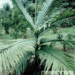 BURRETIOKENTIA HAPALA AN EXOTIC NEW CALEDONIAN PALM FOR SOUTHERN CALIFORNIA