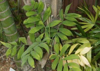 CHAMAEDOREA ADSCENDENS SUPER RARE UNDER-STORY PALM WITH SATIN SHEEN TO LEAVES