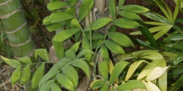 CHAMAEDOREA ADSCENDENS SUPER RARE UNDER-STORY PALM WITH SATIN SHEEN TO LEAVES