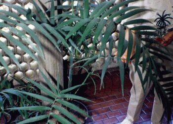 CHAMAEDOREA RADICALIS TRUE TRUNK-LESS, DWARF FORM