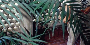 CHAMAEDOREA RADICALIS TRUE TRUNK-LESS, DWARF FORM