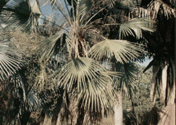 COPERNICIA PRUNIFERA THE CARNUBA WAX PALM