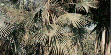 COPERNICIA PRUNIFERA THE CARNUBA WAX PALM