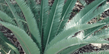 DIOON CALIFANOI RARE MEDIUM SIZED MEXICAN CYCAD