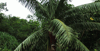 DYPSIS LASTELLIANA THE RED NECK PALM