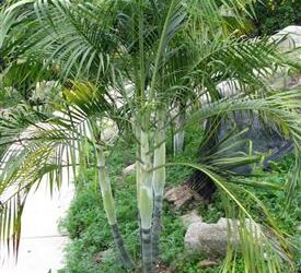 DYPSIS ONILAHENSIS SINGLE TRUNK OR SUCKERING PALM