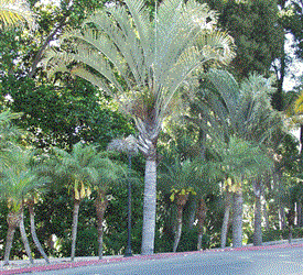 DYPSIS DECARYI THE TRIANGLE PALM