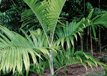 DYPSIS LANCEOLATA NATIVE TO COMORO ISLANDS USUALLY A SUCKERING PALM