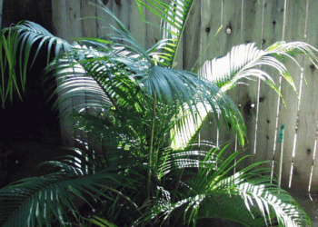 DYPSIS SPECIES BEF SINGLE TRUNK PINNATE PALM FROM MADAGASCAR