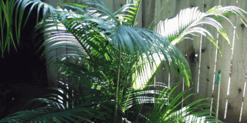 DYPSIS SPECIES BEF SINGLE TRUNK PINNATE PALM FROM MADAGASCAR
