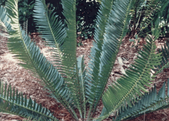 ENCEPHALARTOS MUNCHII A RARE CENTRAL AFRICAN CYCAD