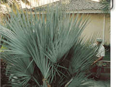 NANNORRHOPS RITCHIANA – THE MAZARI PALM BLUE SUCKERING SEMI-DWARF FAN PALM