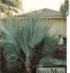 NANNORRHOPS RITCHIANA – THE MAZARI PALM BLUE SUCKERING SEMI-DWARF FAN PALM