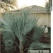 NANNORRHOPS RITCHIANA – THE MAZARI PALM BLUE SUCKERING SEMI-DWARF FAN PALM