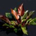 PHILODENDRON McCOLLEYS FINALE