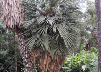 TRITHRINAX CAMPESTRIS BLUE, SUCKERING FAN PALM VERY COLD HARDY