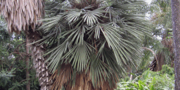 TRITHRINAX CAMPESTRIS BLUE, SUCKERING FAN PALM VERY COLD HARDY