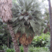 TRITHRINAX CAMPESTRIS BLUE, SUCKERING FAN PALM VERY COLD HARDY